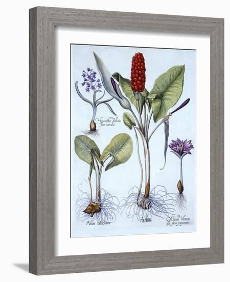 Cuckoo Pint, Spring Meadow Saffron, Star Hyacinth, from 'Hortus Eystettensis', by Basil Besler (156-German School-Framed Giclee Print