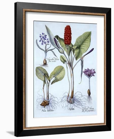 Cuckoo Pint, Spring Meadow Saffron, Star Hyacinth, from 'Hortus Eystettensis', by Basil Besler (156-German School-Framed Giclee Print