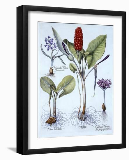 Cuckoo Pint, Spring Meadow Saffron, Star Hyacinth, from 'Hortus Eystettensis', by Basil Besler (156-German School-Framed Giclee Print