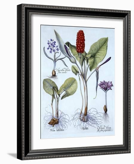 Cuckoo Pint, Spring Meadow Saffron, Star Hyacinth, from 'Hortus Eystettensis', by Basil Besler (156-German School-Framed Giclee Print