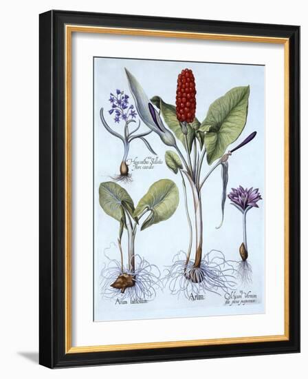 Cuckoo Pint, Spring Meadow Saffron, Star Hyacinth, from 'Hortus Eystettensis', by Basil Besler (156-German School-Framed Giclee Print