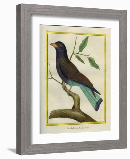 Cuckoo Roller-Georges-Louis Buffon-Framed Giclee Print