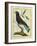 Cuckoo Roller-Georges-Louis Buffon-Framed Giclee Print