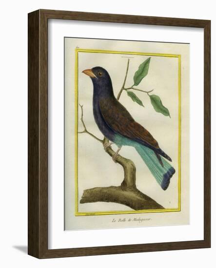 Cuckoo Roller-Georges-Louis Buffon-Framed Giclee Print