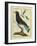 Cuckoo Roller-Georges-Louis Buffon-Framed Giclee Print