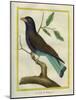 Cuckoo Roller-Georges-Louis Buffon-Mounted Giclee Print