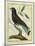 Cuckoo Roller-Georges-Louis Buffon-Mounted Giclee Print