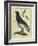 Cuckoo Roller-Georges-Louis Buffon-Framed Giclee Print