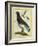 Cuckoo Roller-Georges-Louis Buffon-Framed Giclee Print