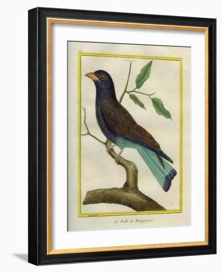 Cuckoo Roller-Georges-Louis Buffon-Framed Giclee Print