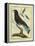 Cuckoo Roller-Georges-Louis Buffon-Framed Premier Image Canvas