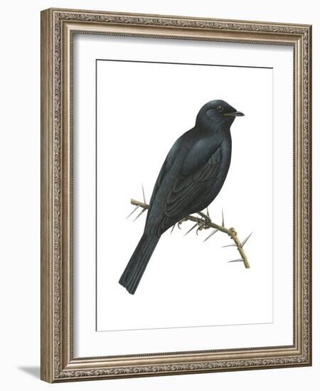 Cuckoo-Shrike (Campephaga), Birds-Encyclopaedia Britannica-Framed Art Print