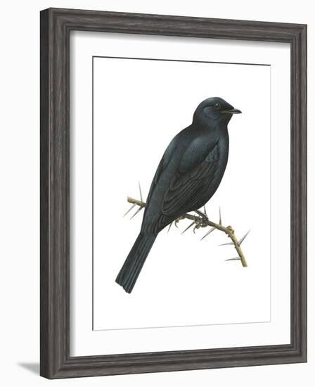 Cuckoo-Shrike (Campephaga), Birds-Encyclopaedia Britannica-Framed Art Print