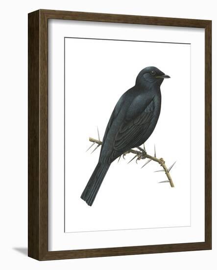 Cuckoo-Shrike (Campephaga), Birds-Encyclopaedia Britannica-Framed Art Print