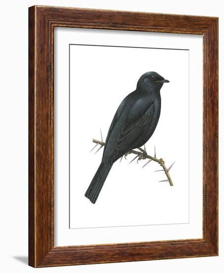 Cuckoo-Shrike (Campephaga), Birds-Encyclopaedia Britannica-Framed Art Print