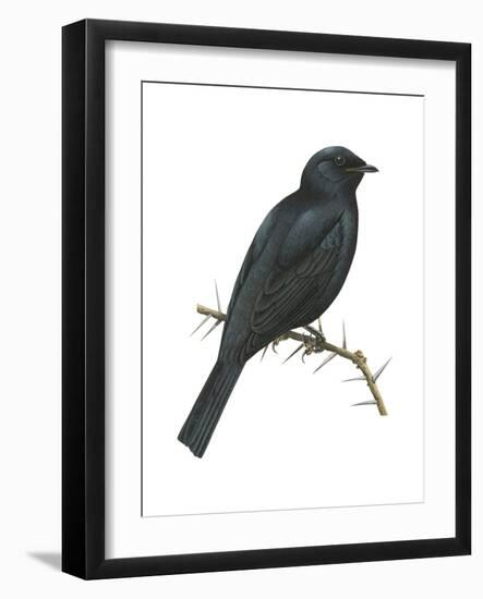 Cuckoo-Shrike (Campephaga), Birds-Encyclopaedia Britannica-Framed Art Print