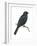 Cuckoo-Shrike (Campephaga), Birds-Encyclopaedia Britannica-Framed Art Print