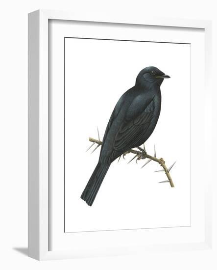 Cuckoo-Shrike (Campephaga), Birds-Encyclopaedia Britannica-Framed Art Print