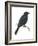 Cuckoo-Shrike (Campephaga), Birds-Encyclopaedia Britannica-Framed Art Print
