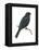 Cuckoo-Shrike (Campephaga), Birds-Encyclopaedia Britannica-Framed Stretched Canvas