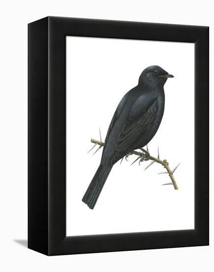 Cuckoo-Shrike (Campephaga), Birds-Encyclopaedia Britannica-Framed Stretched Canvas