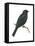 Cuckoo-Shrike (Campephaga), Birds-Encyclopaedia Britannica-Framed Stretched Canvas