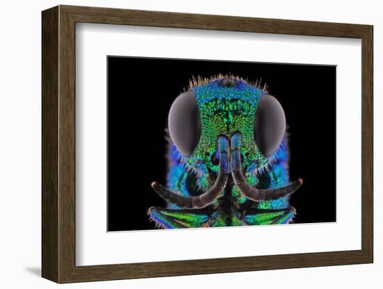 Cuckoo Wasp-Donald Jusa-Framed Photographic Print