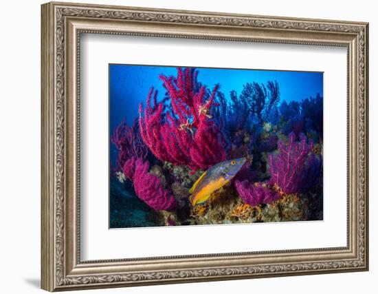 Cuckoo wrasse male in front of Red sea fan, Croatia-Franco Banfi-Framed Photographic Print