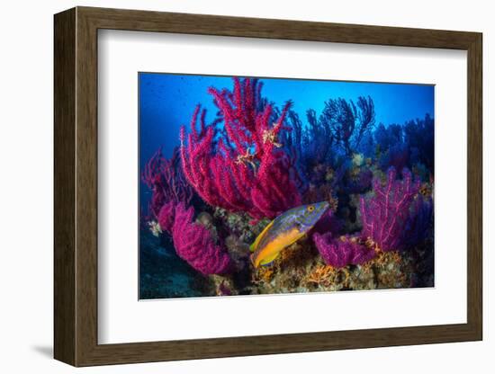 Cuckoo wrasse male in front of Red sea fan, Croatia-Franco Banfi-Framed Photographic Print