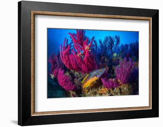 Cuckoo wrasse male in front of Red sea fan, Croatia-Franco Banfi-Framed Photographic Print