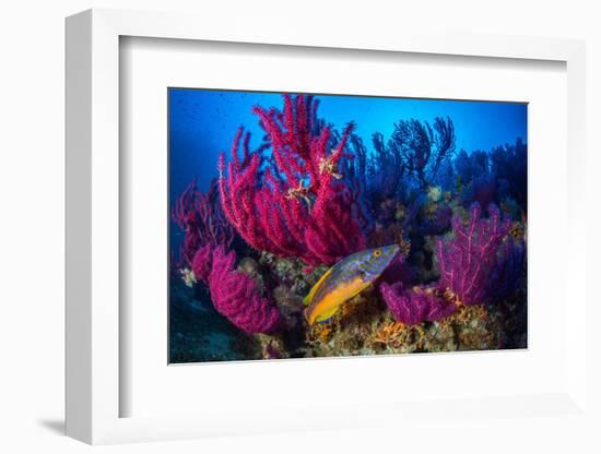 Cuckoo wrasse male in front of Red sea fan, Croatia-Franco Banfi-Framed Photographic Print