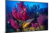 Cuckoo wrasse male in front of Red sea fan, Croatia-Franco Banfi-Mounted Photographic Print