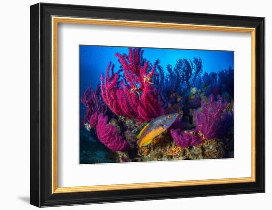 Cuckoo wrasse male in front of Red sea fan, Croatia-Franco Banfi-Framed Photographic Print