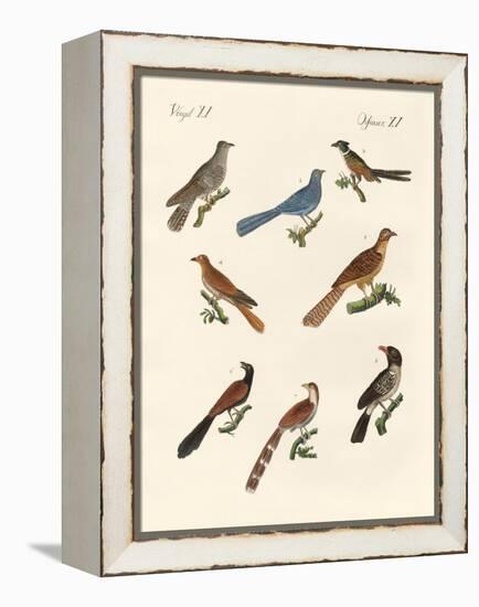 Cuckoos from Various Countries-null-Framed Premier Image Canvas