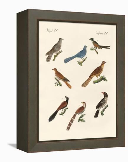 Cuckoos from Various Countries-null-Framed Premier Image Canvas