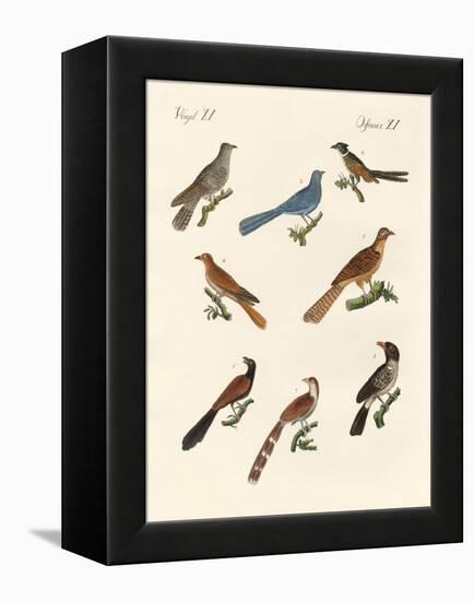 Cuckoos from Various Countries-null-Framed Premier Image Canvas