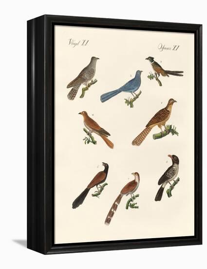 Cuckoos from Various Countries-null-Framed Premier Image Canvas