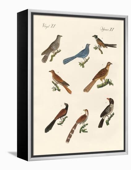 Cuckoos from Various Countries-null-Framed Premier Image Canvas