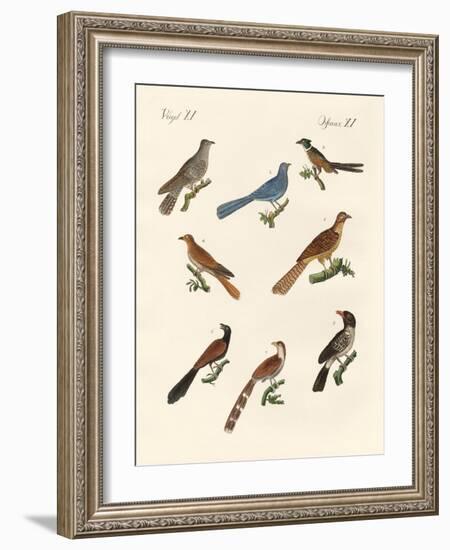 Cuckoos from Various Countries-null-Framed Giclee Print