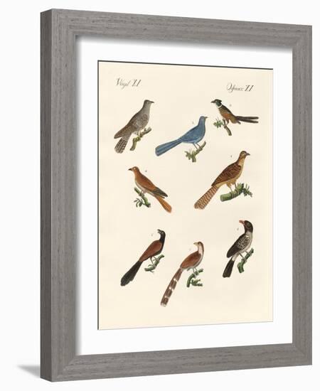 Cuckoos from Various Countries-null-Framed Giclee Print