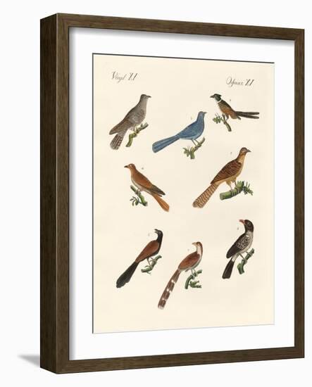 Cuckoos from Various Countries-null-Framed Giclee Print