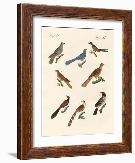 Cuckoos from Various Countries-null-Framed Giclee Print