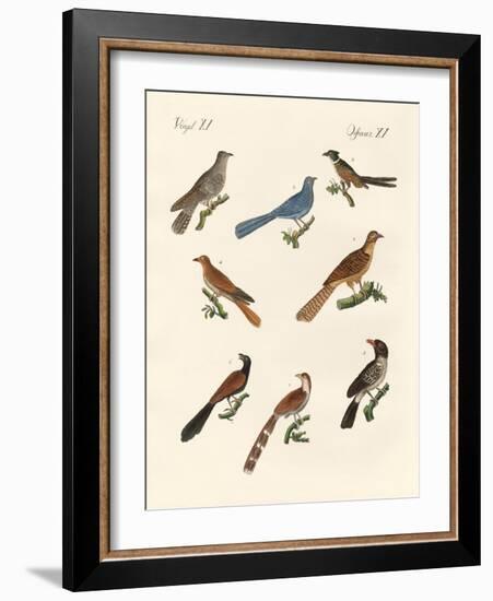 Cuckoos from Various Countries-null-Framed Giclee Print