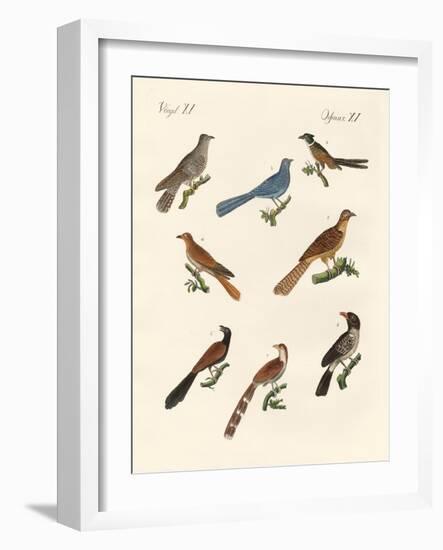 Cuckoos from Various Countries-null-Framed Giclee Print