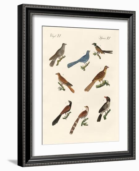 Cuckoos from Various Countries-null-Framed Giclee Print