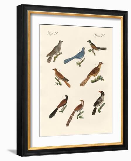 Cuckoos from Various Countries-null-Framed Giclee Print