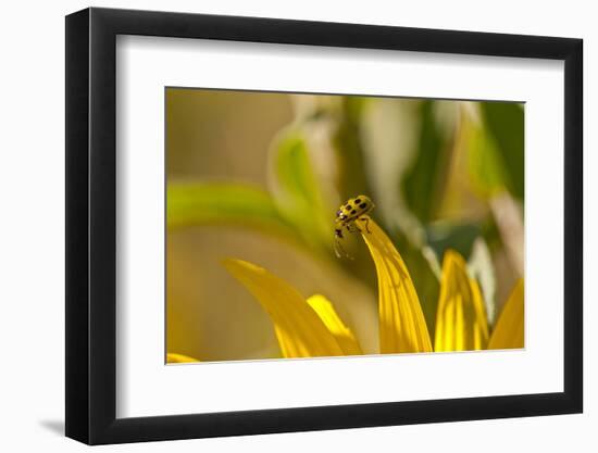 Cucumber Beetle on sunflower-Michael Scheufler-Framed Photographic Print