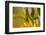 Cucumber Beetle on sunflower-Michael Scheufler-Framed Photographic Print