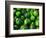 Cucumber, Chongqing, China-Keren Su-Framed Photographic Print