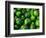 Cucumber, Chongqing, China-Keren Su-Framed Photographic Print